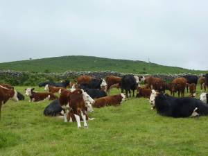 The Herefords and Hereford crosses