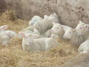 Poll Dorset lambs