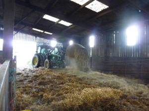 The tractor breaks up the bales in the barn.