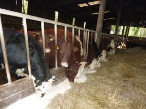 The cows feed in the shed