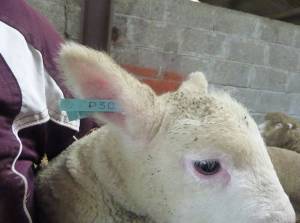 A new ram lamb